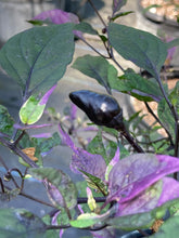 Load image into Gallery viewer, Trixster Polychrome Mix (Pepper Seeds)