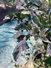 Load image into Gallery viewer, Asgard (VSRP Poblano) (Pepper Seeds)