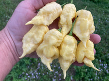 Load image into Gallery viewer, White Ghost Scorpion Mix (Bumpy, XL, & Meringue) (Pepper Seeds)