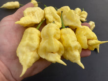 Load image into Gallery viewer, White Ghost Scorpion Mix (Bumpy, XL, & Meringue) (Pepper Seeds)