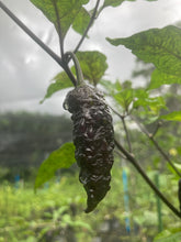 Load image into Gallery viewer, Primo Noir (Blushed) (Pepper Seeds)
