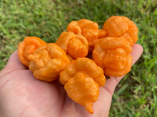 Load image into Gallery viewer, “Repo Mang” (BOC X Reaper OG3) (Pepper Seeds)