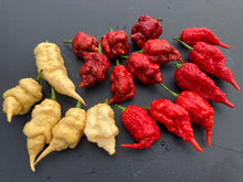 Load image into Gallery viewer, Tiberius Mauler Red (Pepper Seeds)