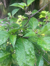 Load image into Gallery viewer, Purplegum Orange Bright (Pepper Seeds)