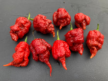 Load image into Gallery viewer, Tiberius Mauler Caramel (Pepper Seeds)