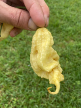 Load image into Gallery viewer, XL White Ghost Scorpion (Jays/T-E) (Pepper Seeds)