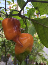 Load image into Gallery viewer, Taj Mahal Orange Tiger (Pepper Seeds)
