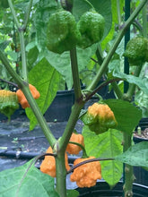 Load image into Gallery viewer, 7 Pot Douglah Peachy (Pepper Seeds)