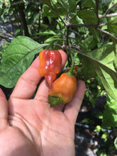 Load image into Gallery viewer, Taj Mahal Orange Tiger (Pepper Seeds)