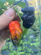 Load image into Gallery viewer, Primo Noir (Blushed) (Pepper Seeds)