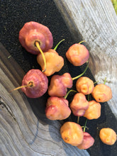 Load image into Gallery viewer, Roxa Lantern (T-E Mix)(Pepper Seeds)