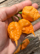 Load image into Gallery viewer, 7 Pot Douglah Peachy (Pepper Seeds)