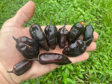 Load image into Gallery viewer, Red Horizon XD (Pepper Seeds) (Limited)