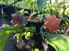 Load image into Gallery viewer, Roxa Lantern (T-E Mix)(Pepper Seeds)