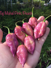 Load image into Gallery viewer, Taj Mahal "Minion Army Mix" (Pepper Seeds)