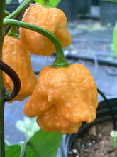 Load image into Gallery viewer, 7 Pot Douglah Peachy (Pepper Seeds)