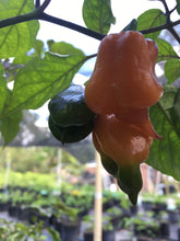 Load image into Gallery viewer, Taj Mahal Orange Tiger (Pepper Seeds)