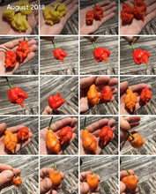 Load image into Gallery viewer, “Repossession” (BOC Reaper OG1)(Pepper Seeds)