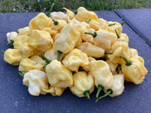 Load image into Gallery viewer, White Ghost Scorpion Mix (Bumpy, XL, & Meringue) (Pepper Seeds)