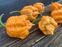 Load image into Gallery viewer, “Orange Creamo” (BOC X Primo Orange)(Pepper Seeds)