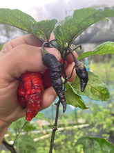 Load image into Gallery viewer, Primo Noir (Blushed) (Pepper Seeds)