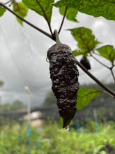 Load image into Gallery viewer, Primo Noir (Blushed) (Pepper Seeds)