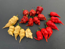 Load image into Gallery viewer, Tiberius Mauler Red (Pepper Seeds)
