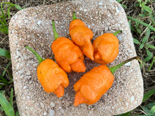 Load image into Gallery viewer, “Repo Mang” (BOC X Reaper OG3) (Pepper Seeds)