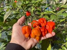 Load image into Gallery viewer, Voltron (T-E)(Pepper Seeds)