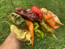 Load image into Gallery viewer, Red Ghost Scorpion T-E (Limited)(Pepper Seeds)