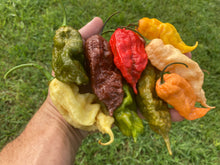 Load image into Gallery viewer, Red Ghost Scorpion T-E (Limited)(Pepper Seeds)
