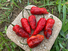 Load image into Gallery viewer, Primo Noir (Blushed) (Pepper Seeds)