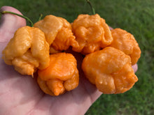 Load image into Gallery viewer, “Repo Mang” (BOC X Reaper OG3) (Pepper Seeds)