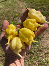Load image into Gallery viewer, White Ghost Scorpion Mix (Bumpy, XL, & Meringue) (Pepper Seeds)