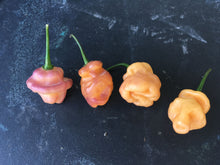 Load image into Gallery viewer, Roxa Lantern (T-E Mix)(Pepper Seeds)