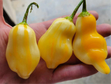 Load image into Gallery viewer, SR White Bell Stripey (Pepper Seeds)