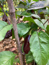 Load image into Gallery viewer, PJ Orange OG (Pimenta Jolokia)(Pepper Seeds)
