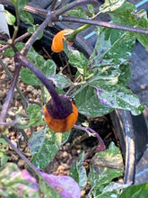 Load image into Gallery viewer, Trixster Polychrome Mix (Pepper Seeds)