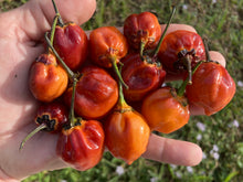 Load image into Gallery viewer, Purplegum Orange Bright (Pepper Seeds)