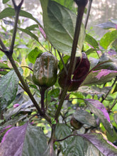Load image into Gallery viewer, Bryan’s Vulcan Blood (Pepper Seeds)