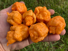 Load image into Gallery viewer, “Repo Mang” (BOC X Reaper OG3) (Pepper Seeds)