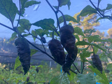 Load image into Gallery viewer, Primo Noir (Blushed) (Pepper Seeds)