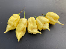 Load image into Gallery viewer, White Ghost Scorpion Mix (Bumpy, XL, & Meringue) (Pepper Seeds)