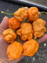 Load image into Gallery viewer, “Repo Mang” (BOC X Reaper OG3) (Pepper Seeds)