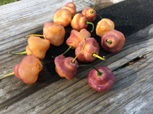 Load image into Gallery viewer, Roxa Lantern (T-E Mix)(Pepper Seeds)