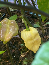 Load image into Gallery viewer, Purple Uprising White (Pepper Seeds)