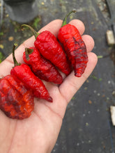Load image into Gallery viewer, Primo Noir (Blushed) (Pepper Seeds)