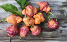 Load image into Gallery viewer, Roxa Lantern (T-E Mix)(Pepper Seeds)