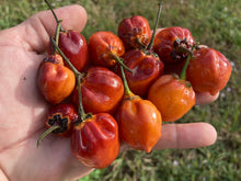Load image into Gallery viewer, Purplegum Orange Bright (Pepper Seeds)