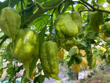 Load image into Gallery viewer, White Ghost Scorpion Mix (Bumpy, XL, & Meringue) (Pepper Seeds)